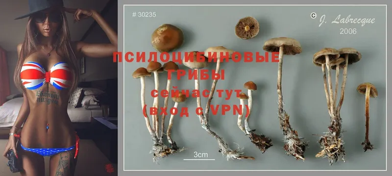 kraken зеркало  где купить наркотик  Карачев  Псилоцибиновые грибы Cubensis 